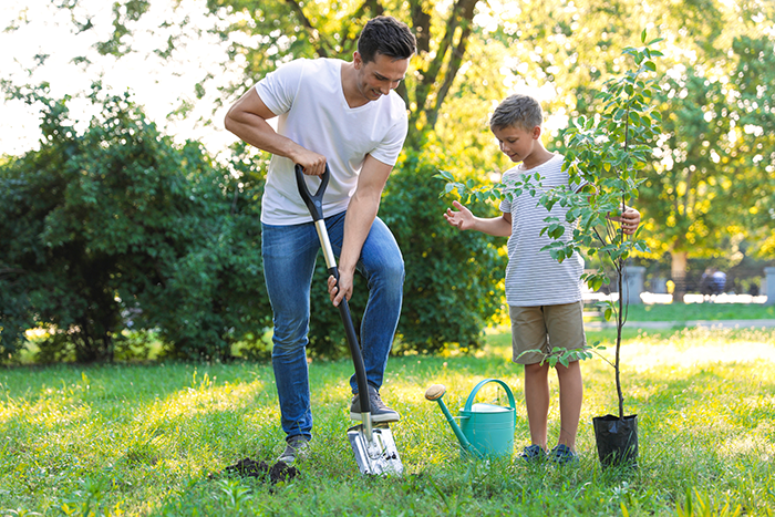 Un père et son fils plantent un arbre enseble dans la cour. 
